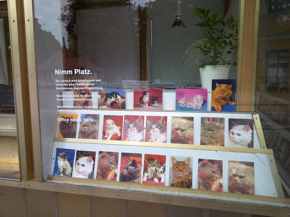 Hin.Gucker #46 von Claudia Weinreich: der Kiosk.6 beschäftigt sich zurzeit mit - Katzen!