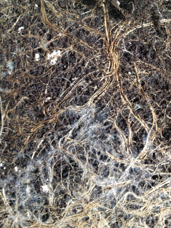 Mycorrhiza.png