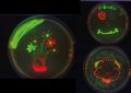 Student project of chicago university. fluoresced bacteria - meta-bacterial