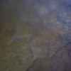 Ahornblatt Surface Mikroskop.jpg