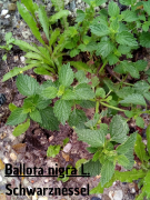 Ballota nigra L. Schwarznessel.png