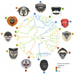 Evolutionbiology.png