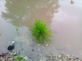 flora in wetland