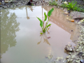 flora in wetland