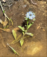 flora in wetland