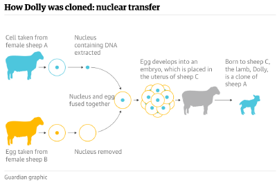 How-dolly-was-cloned-the-guardian.png