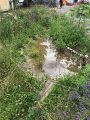 Wetland, Puddle in Juli 2024