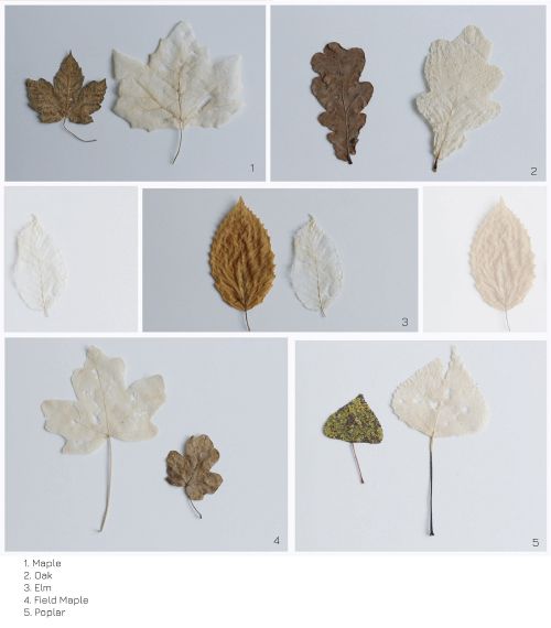 Leaves types.jpg