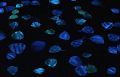 from artist Miya Ando and photographer L. Young. With a different kind of bioluminescence