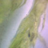 Moss 2 Mikroskop.jpg