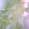Moss Mikroskop.jpg