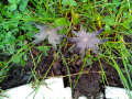 mushroom growing in the wetland