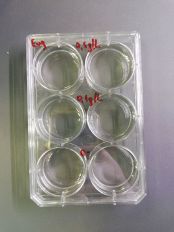 Phosphate experiment setup.jpg