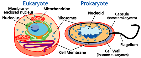 Procaryotes-eucaryotes.svg