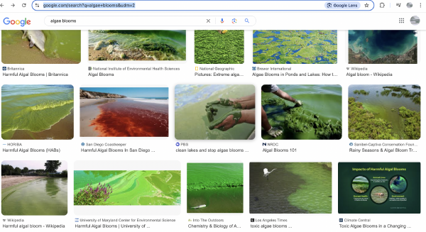 Source: https://www.google.com/search?q=algae+blooms&udm=2