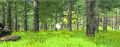 Unity Project forest 1.png