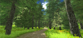 Unity Project forest 9.png