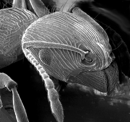 Ameisenkopf im Rasterelektronenmikroskop.
