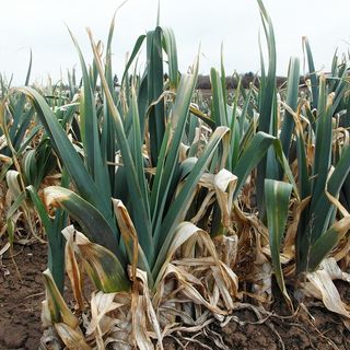 Lauchpflanzen auf einem Acker bei Erfurt / Maximilian Schatz Lauchpflanzen auf einem Acker bei Erfurt / Maximilian Schatz